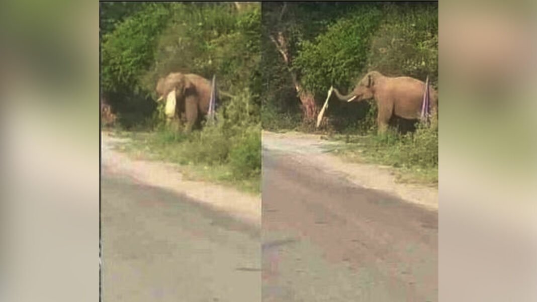 There was a stir due to elephant coming on Mothrowala bypass
