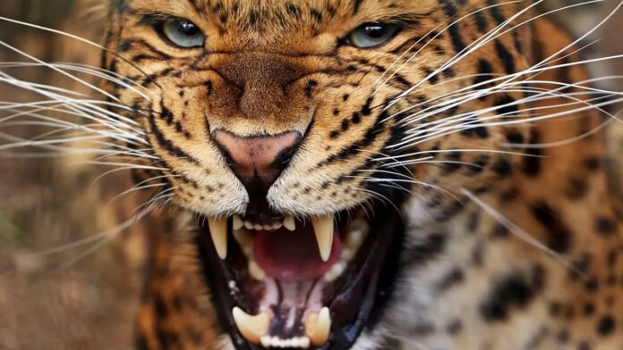 Two children killed in separate leopard attacks