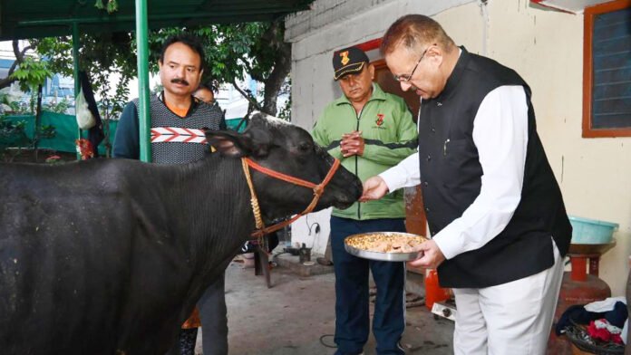 Ganesh Joshi did Govardhan Puja in the cowshed