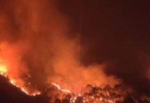 जंगल में लगी भीषण आग, सैकड़ों पेड़ जलकर राख Massive fire in the forest