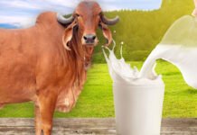 दूध की पैदावार और माइक्रोबायोम : भविष्य की डेयरी क्रांति Milk yield and microbiome