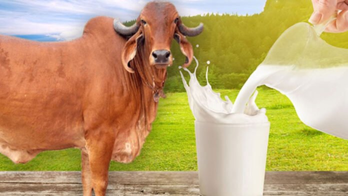 Cow-1 Milk yield and microbiome