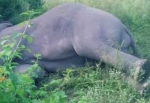 हाथियों की कब्रगाह बना हरिद्वार डिवीजन, चौथे हाथी की करंट लगने से मौत Fourth elephant dies due to electrocution
