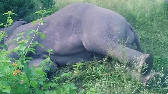 Elephant Fourth elephant dies due to electrocution