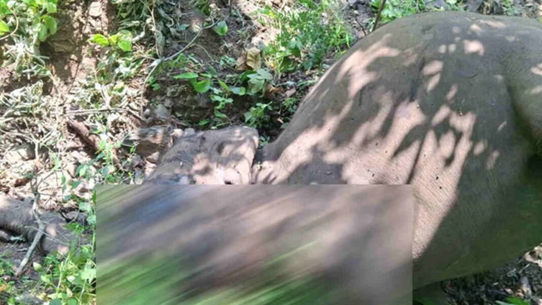 Two elephants died