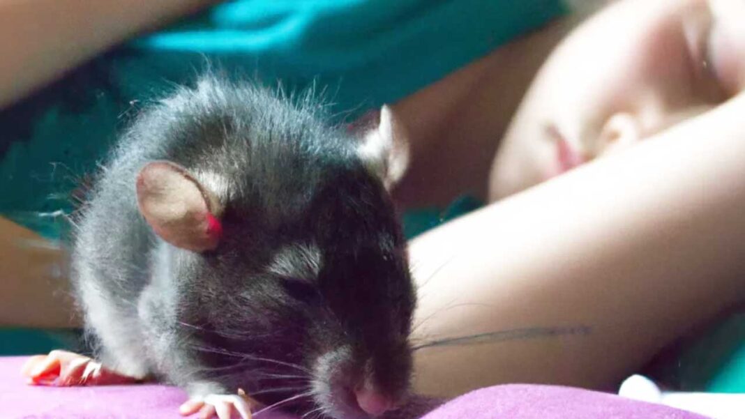 Rats biting people