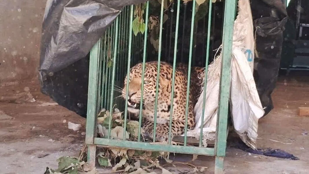 Four-year-old leopard trapped in cage