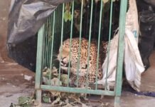 पिंजरे में कैद हुआ चार साल का गुलदार Four-year-old leopard trapped in cage