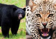 गुलदार व भालू के आतंक से पहाड़ वासियों का जीवन हुआ कठिन Terror of leopards and bears
