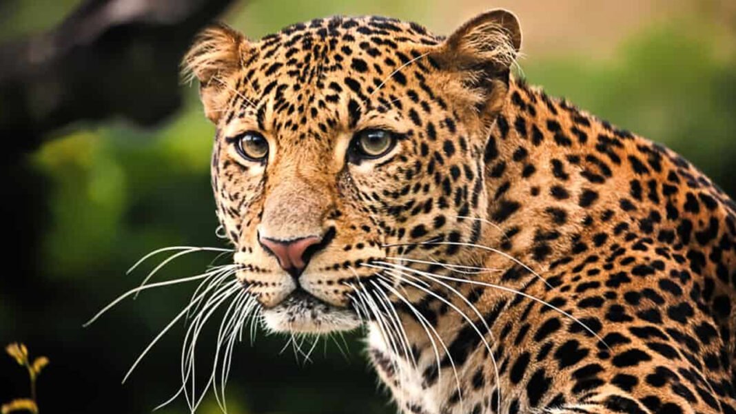 Brave daughter fought a leopard to save her father's life