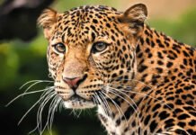 पिता की जान बचाने के लिए गुलदार से भिड़ गई बहादुर बेटी Brave daughter fought a leopard to save her father's life
