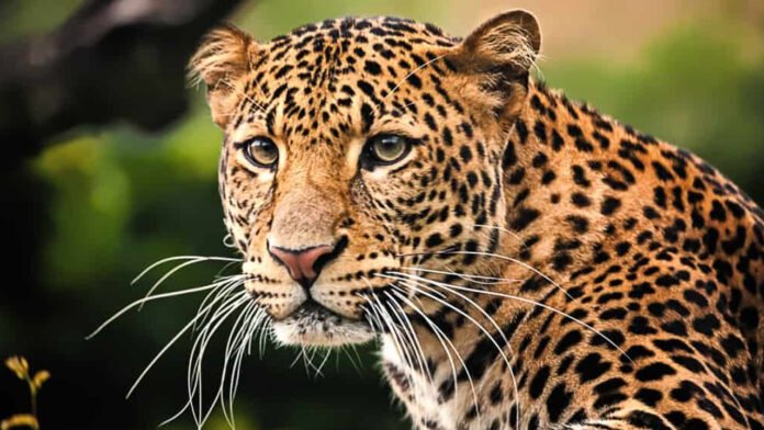 leopard Brave daughter fought a leopard to save her father's life